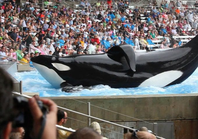 blackfish-1-012213