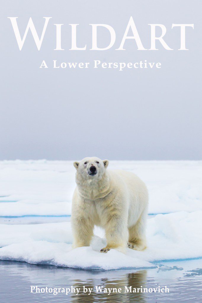 "WildArt - a Lower Perspective. Marinovich Wildlife Photography"