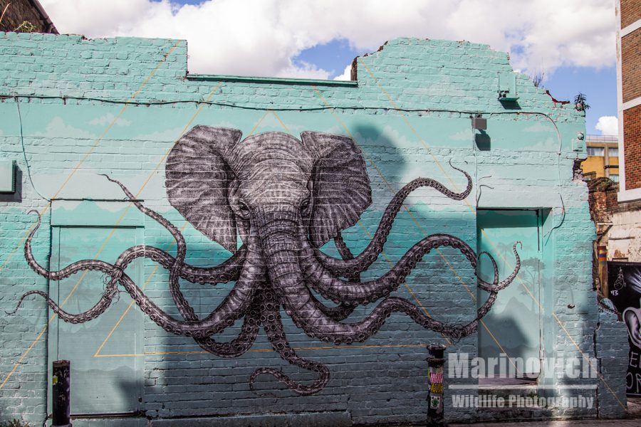 "octo elephant"