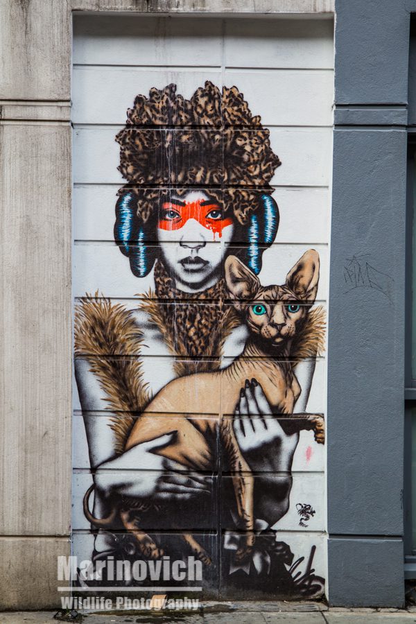 "Bald Cat - London street art"