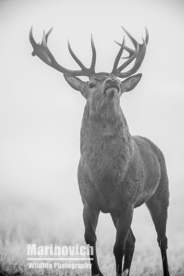 "Clash of antlers - Wayne Marinovich"