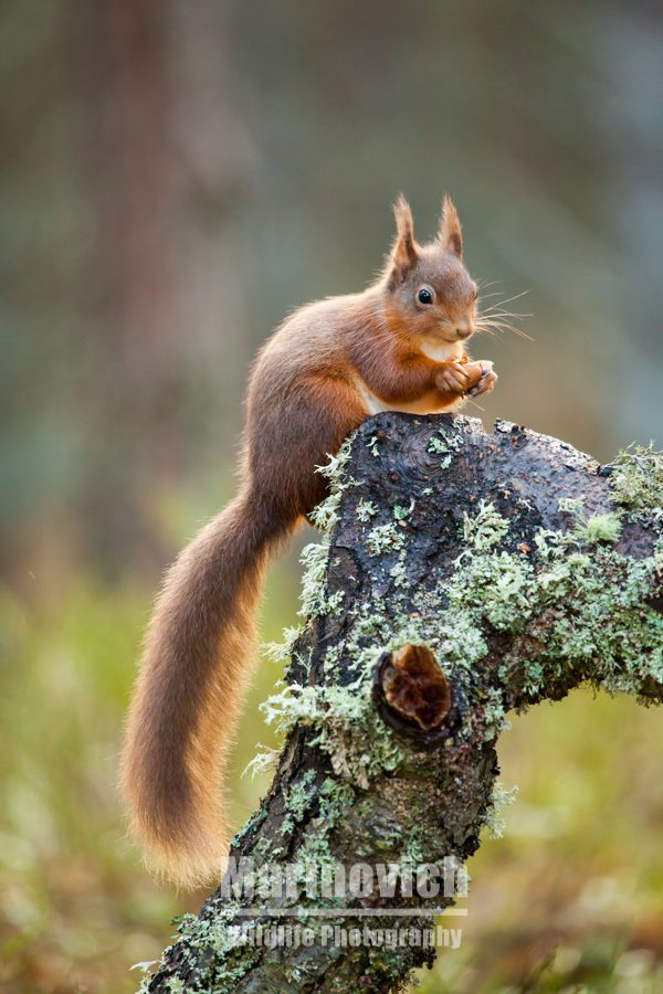 "red squirrel - marinovich wildlife Photography