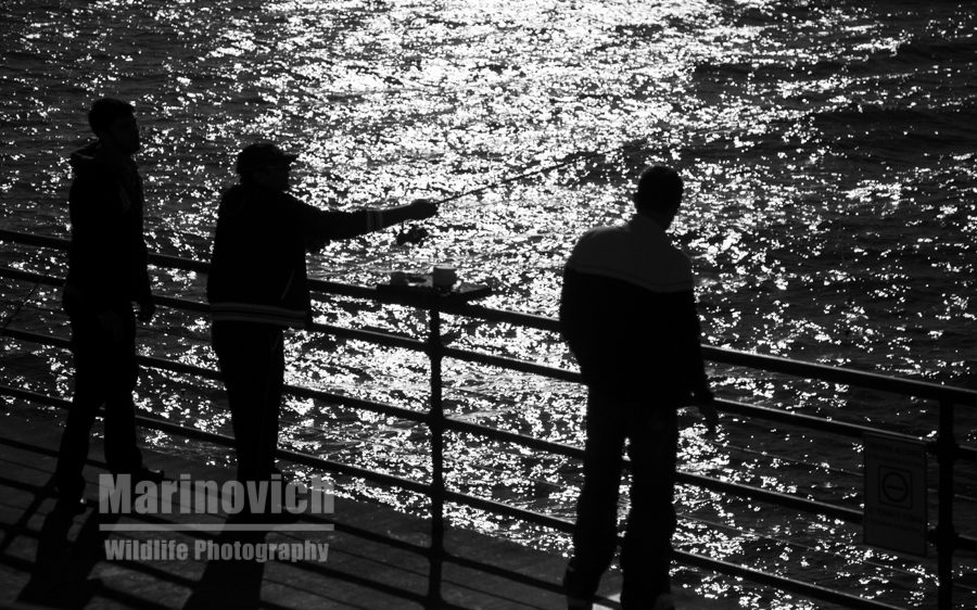 fishing on Santa Monica pier