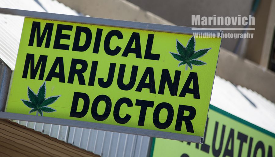 Marijuana Doctor 