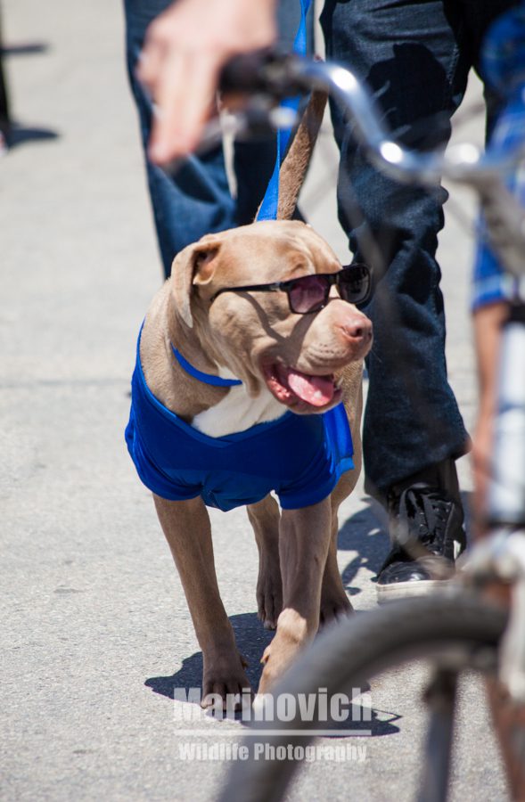 Venice Beach Mayor