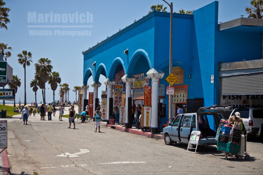 The colour blue - Venice beach - Marinovich Wildlife Photography