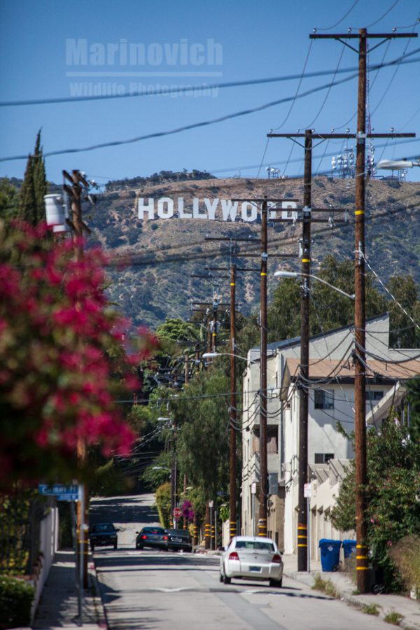 Hollywood, CA - Marinovich Wildlife Photography