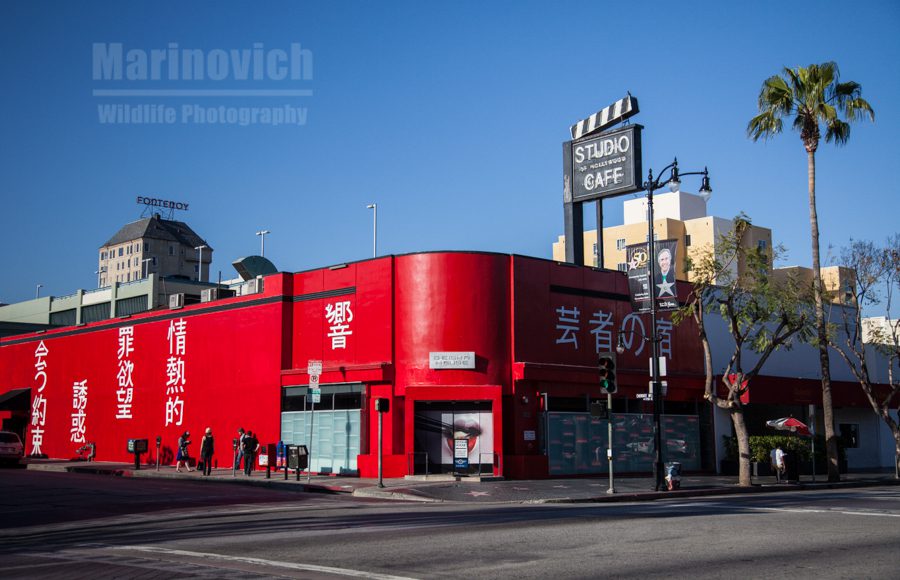 Red Dragon - Hollywood, CA
