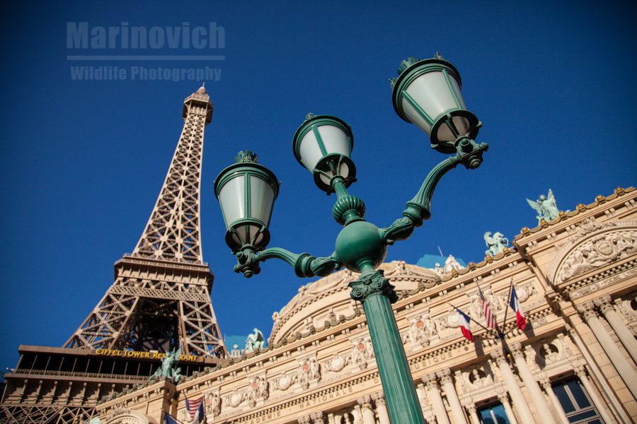 Paris in Las Vegas