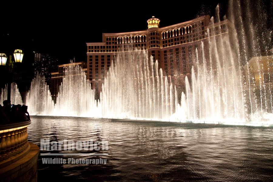 Las Vegas night lights - The Bellagio Hotel - fountains