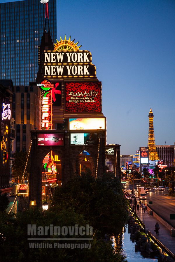 Las Vegas night lights