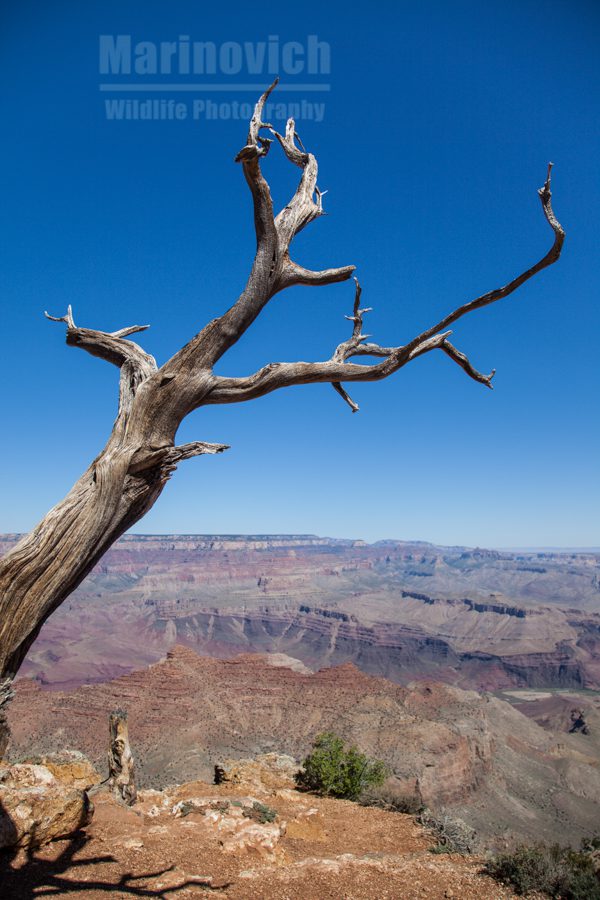 Lone tree - Grand Canyon, Arizona