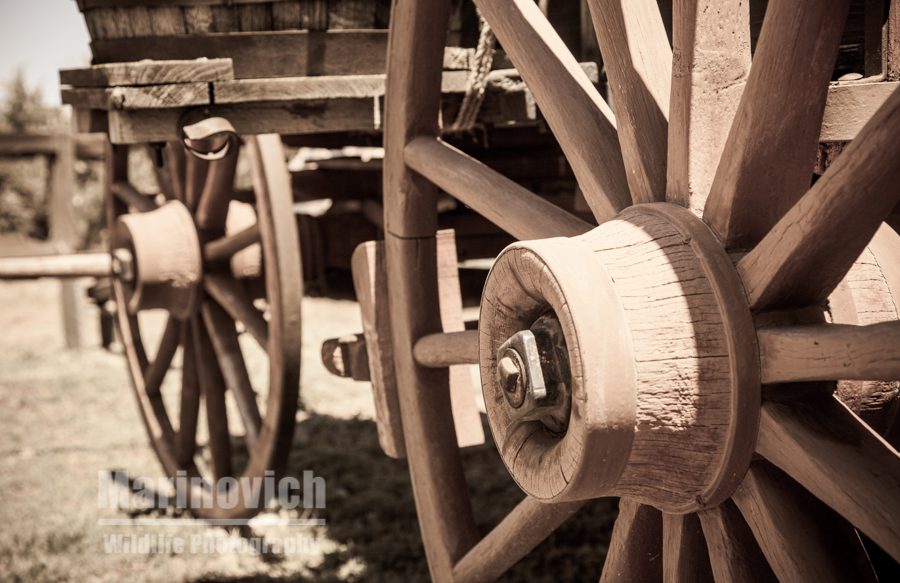 Wagon wheels - Arizona