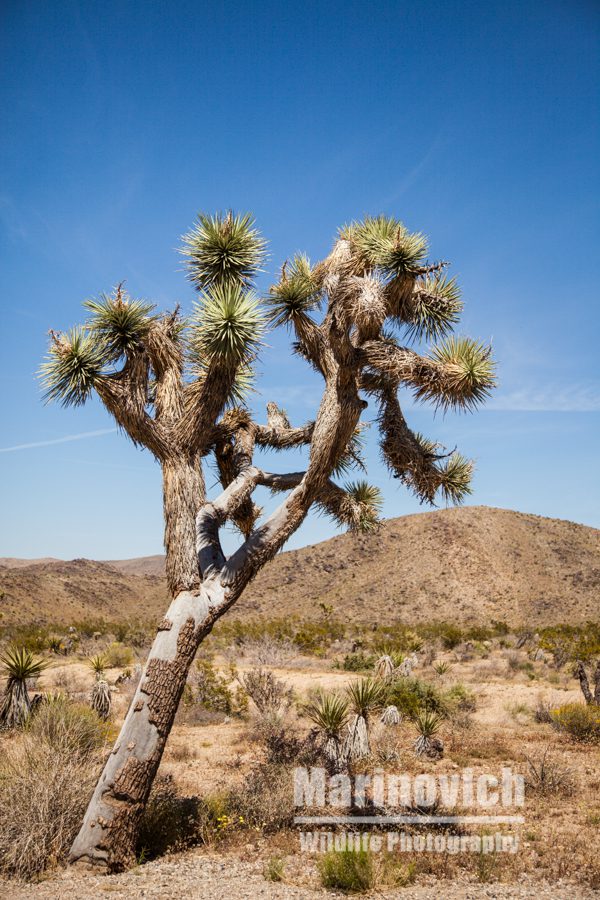 Joshua Tree in the Joshua Tree National Park