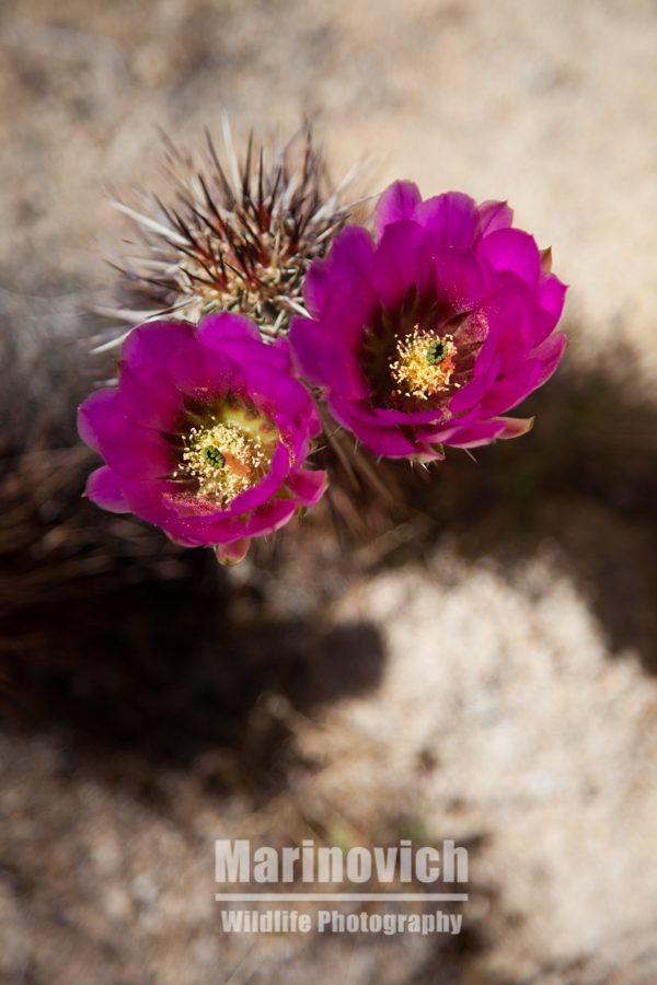 Desert Bloom - Joshua Tree National Park