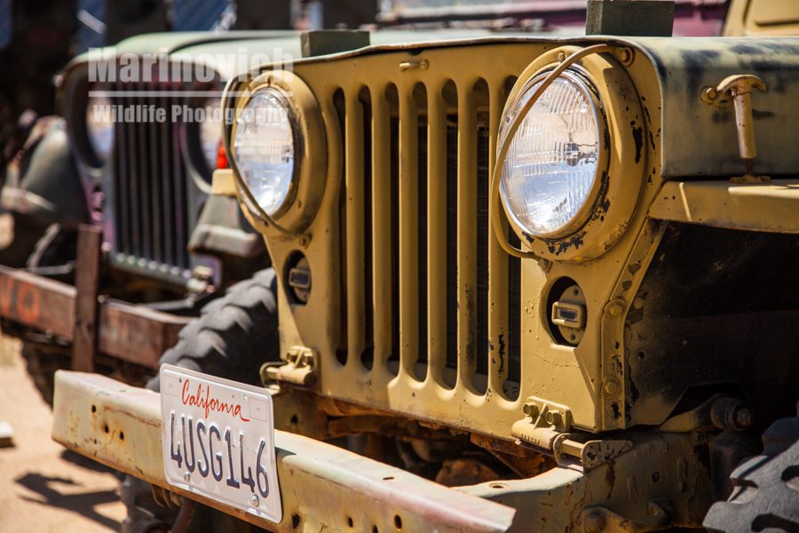 Willys Jeep graveyard