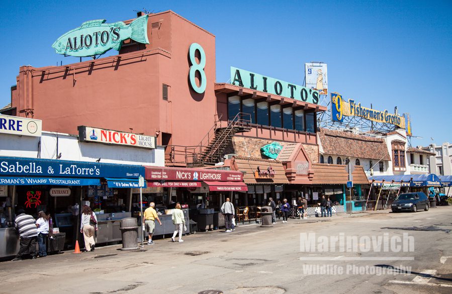 Finding seafood in San Francisco 