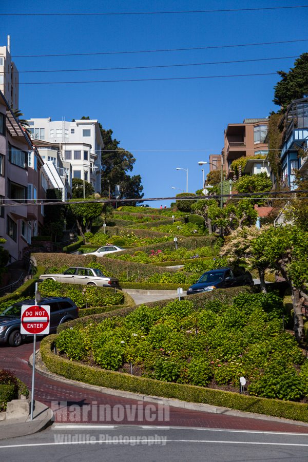 Picturesque Lombard Street, San Francisco 