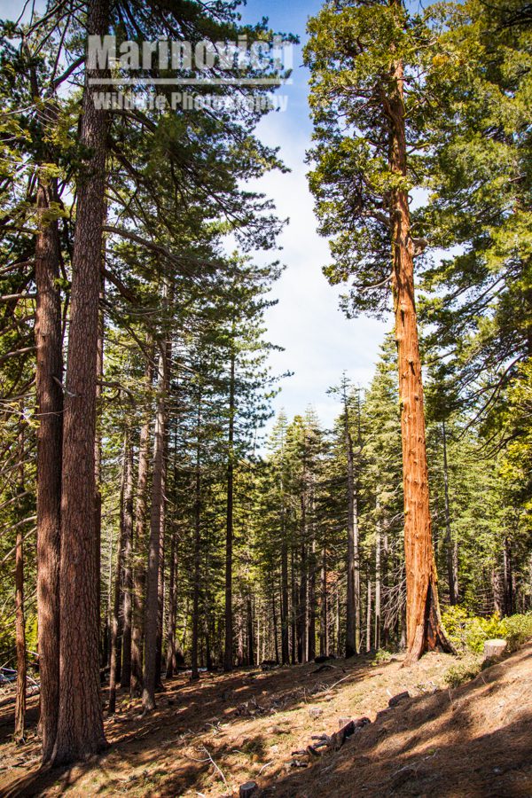 Yosemite National Park sequoia trees