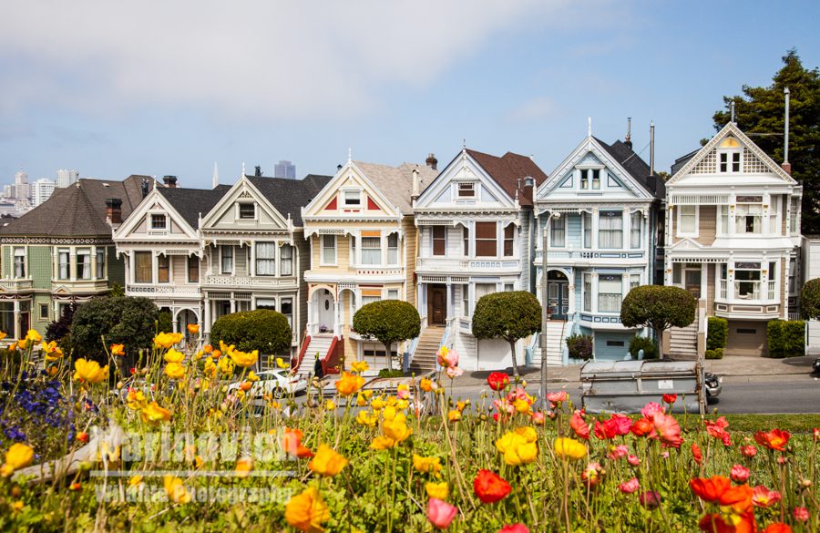 San Francisco Painted Ladies