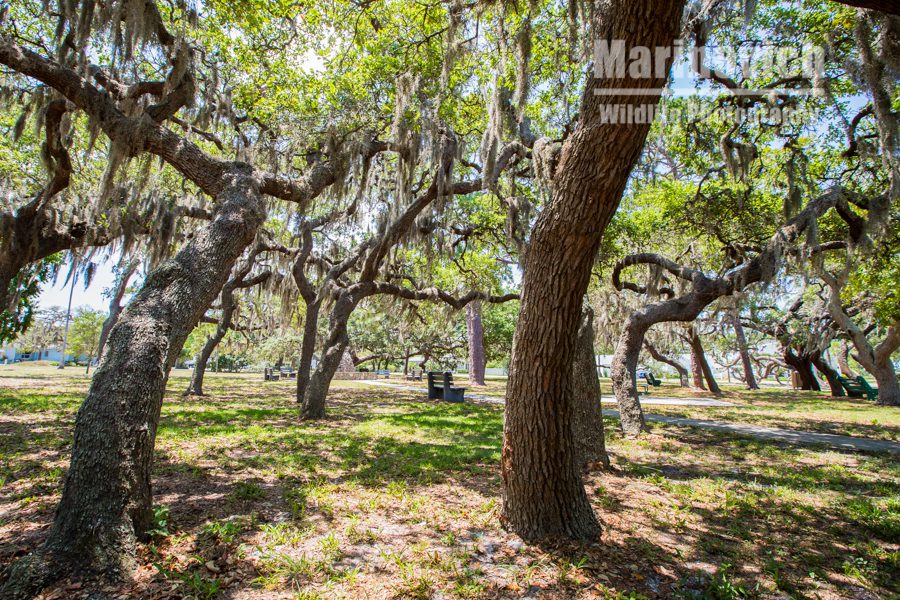 Tampa Trees