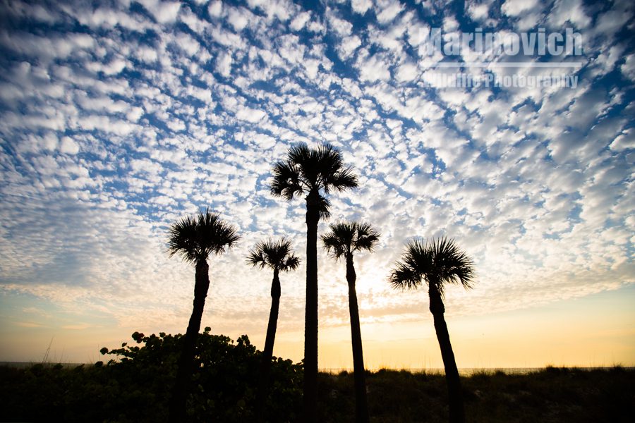 St Pete Beach sunset palms, Florida