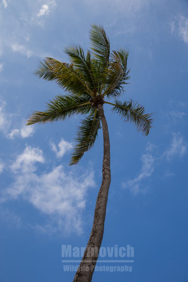 Palm tree, South Miami, Florida