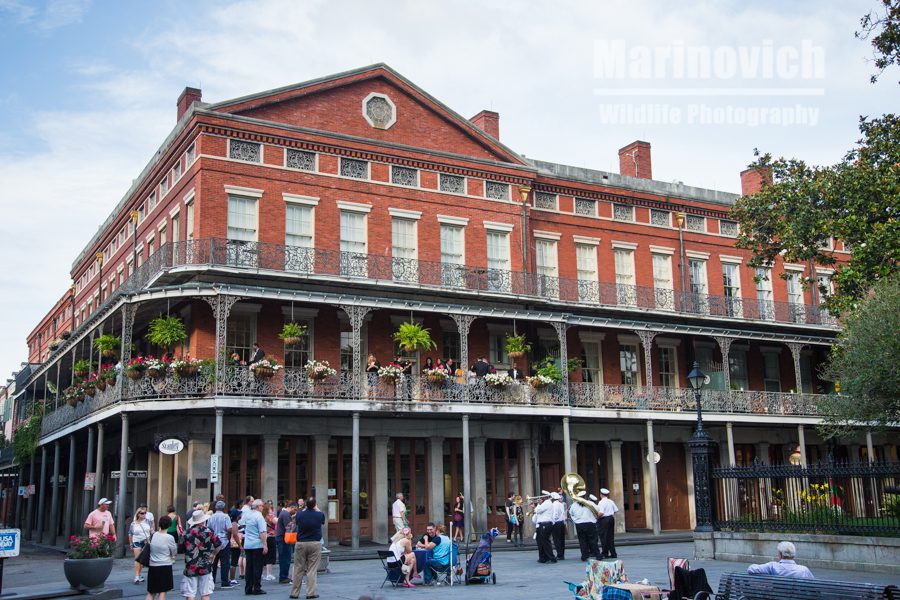 New Orleans architecture marinovich wildlife photography