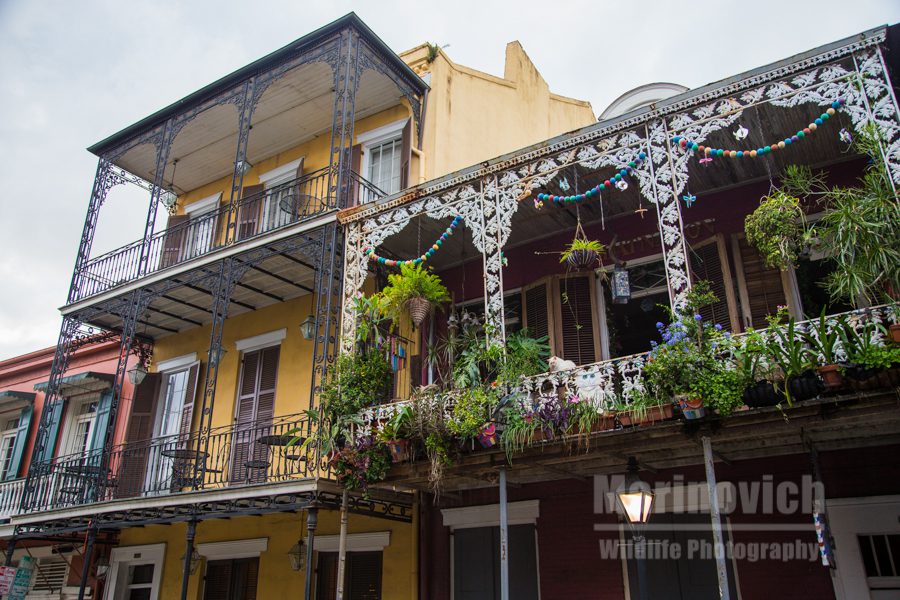 Balcony colour - New orleans