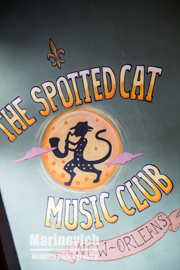 The Spotted Cat Music club