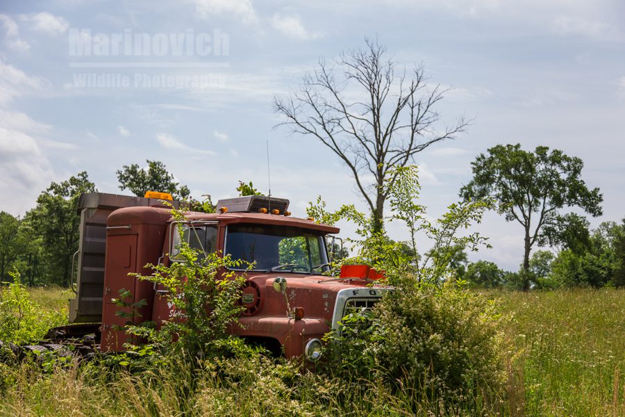 Overgrown Ford - Farm dereliction 