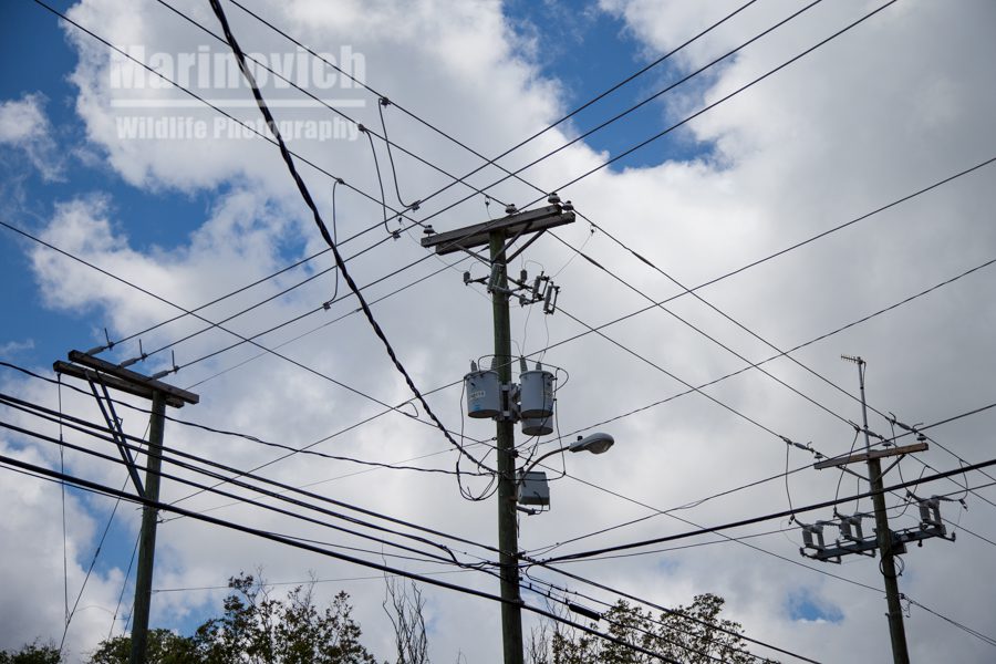 Cables to heaven, Charleston