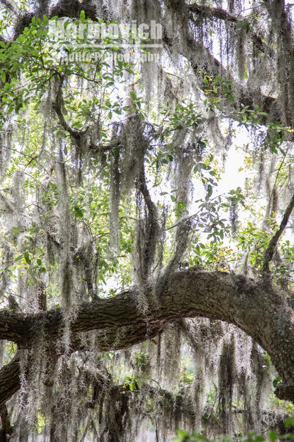 Spanish Moss - Magnolia Plantation swamp, 