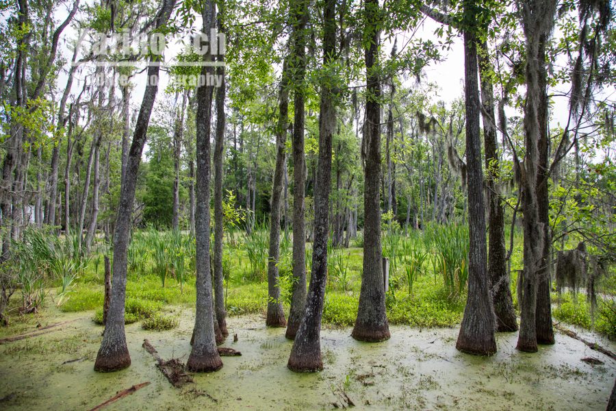 Magnolia Plantation swamp