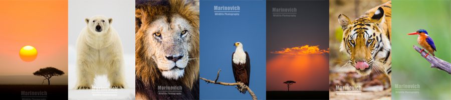 Wayne Marinovich Wildlife Photography