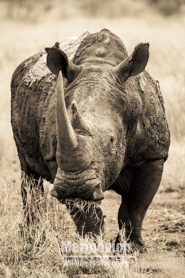 "White Rhino - Wayne Marinovich Photography"