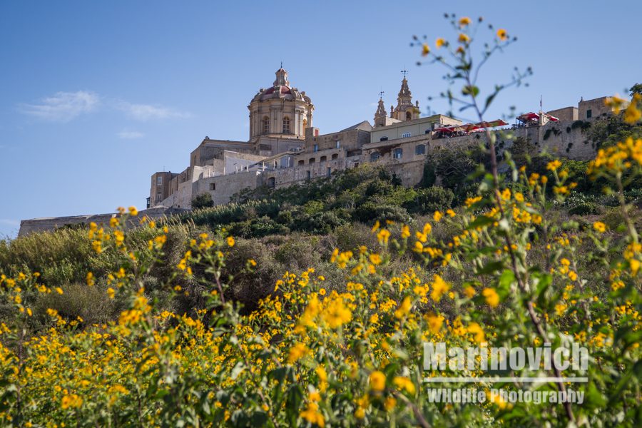 Mdina, Malta - Marinovich Books