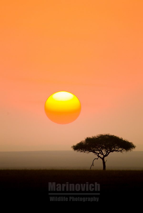 Back to Africa - Marinovich Wildlife Photo