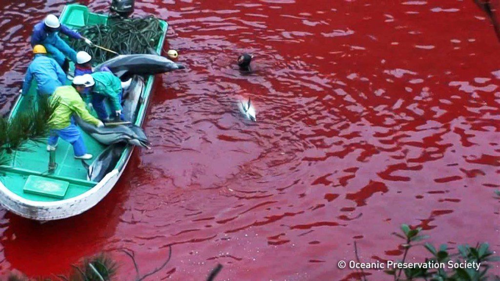 "Taiji Japan - Annual Dolphin Slaughter"