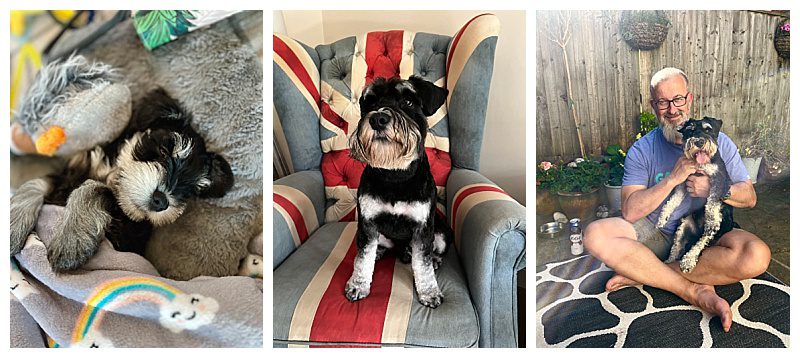 Diesel the Miniature Schnauzer "Diesel the Miniature Schnauzer taking our life in a new direction"