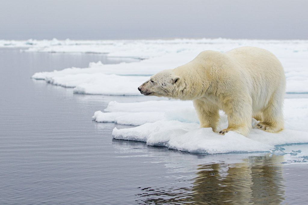 "Bucket list challenge - Polar bear in the Arctic"